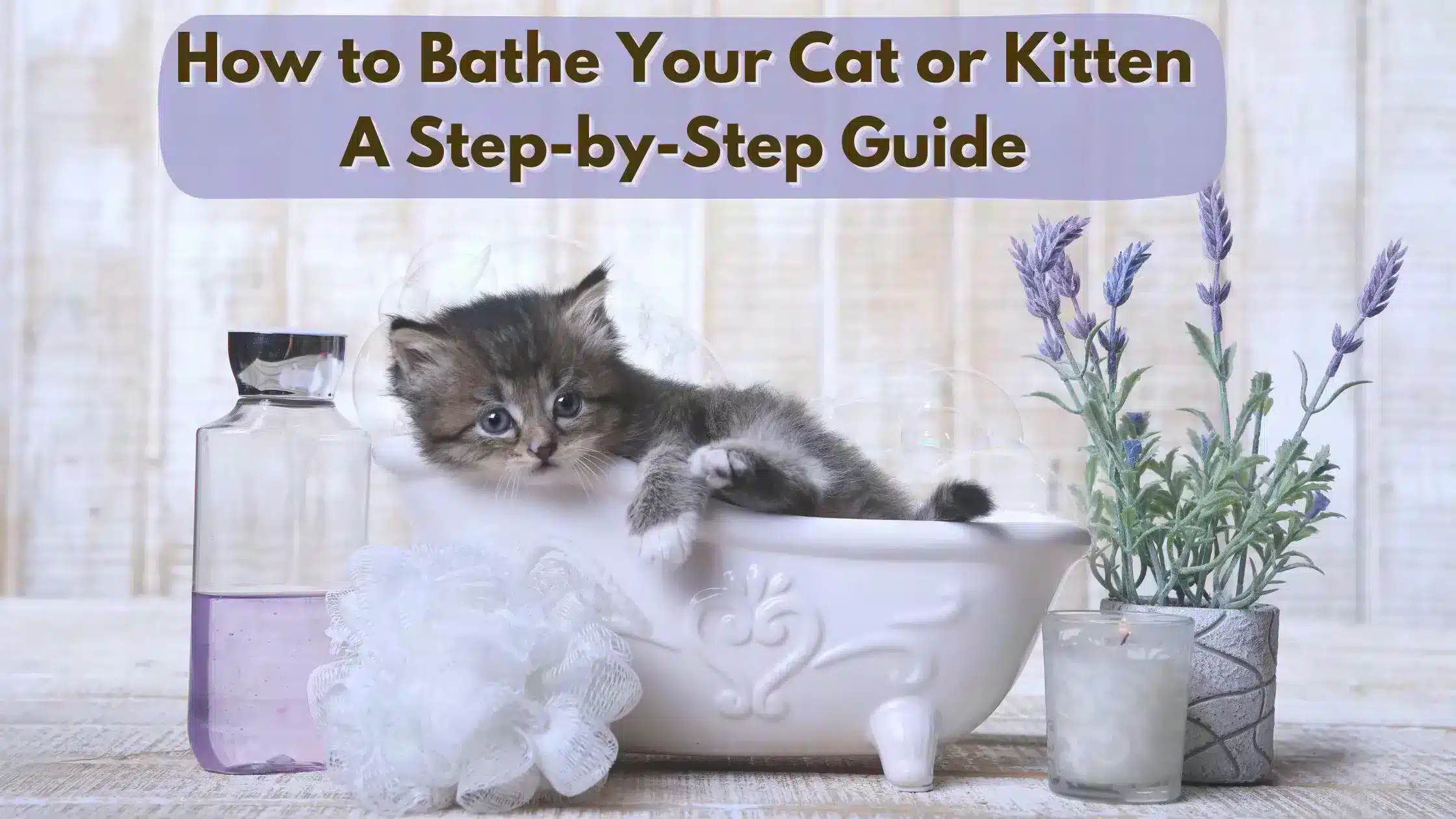 How to bathe a cat with Adorable Kitten in A Bathtub Relaxing